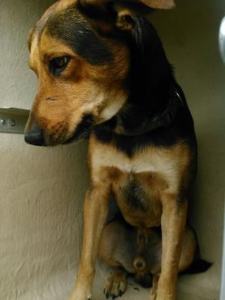 <u> Mix-Bred GERMAN SHEPHERD DOG Male  Adult  Dog  (Secondary Breed: BLEND)</u>