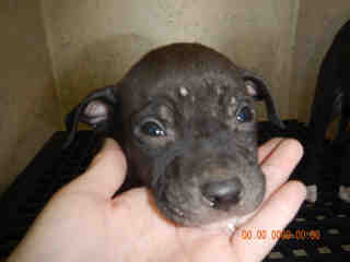 <u> Mix-Bred STAFFORDSHIRE BULL TERRIER Male  Young  Puppy  (Secondary Breed: BLEND)</u>