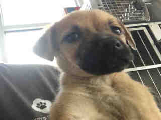 <u> Mix-Bred BLACK MOUTH CUR Female  Young  Puppy  (Secondary Breed: BLEND)</u>