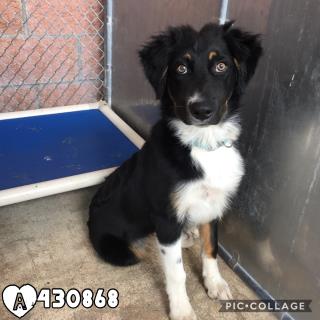 <u> Mix-Bred BORDER COLLIE Male  Young  Puppy  (Secondary Breed: BLEND)</u>
