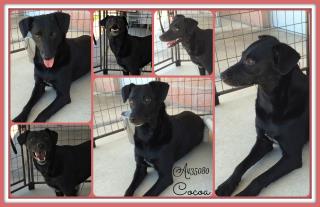<u> Mix-Bred PATTERDALE TERRIER Female  Adult  Dog  (Secondary Breed: WHIPPET)</u>