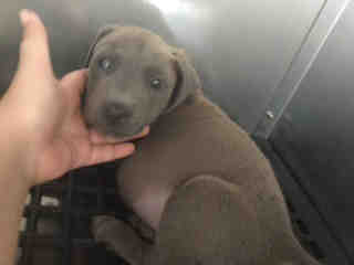<u> Mix-Bred BLUE LACY Male  Young  Puppy  (Secondary Breed: BLEND)</u>