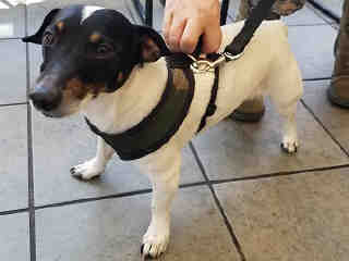 <u> Mix-Bred JACK (PARSON) RUSSELL TERRIER Male  Adult  Dog  (Secondary Breed: BLEND)</u>