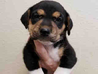 <u> Mix-Bred ROTTWEILER Female  Young  Puppy  (Secondary Breed: BLEND)</u>