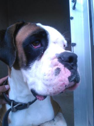 <u> Mix-Bred BOXER Male  Young  Puppy  (Secondary Breed: BLEND)</u>