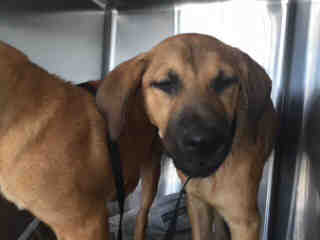 <u> Mix-Bred BLACK MOUTH CUR Female  Young  Puppy  (Secondary Breed: BLEND)</u>