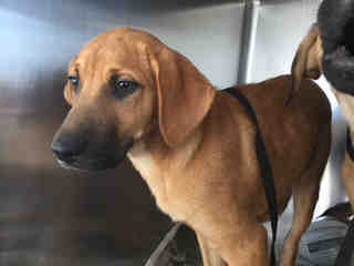 <u> Mix-Bred BLACK MOUTH CUR Male  Young  Puppy  (Secondary Breed: BLEND)</u>