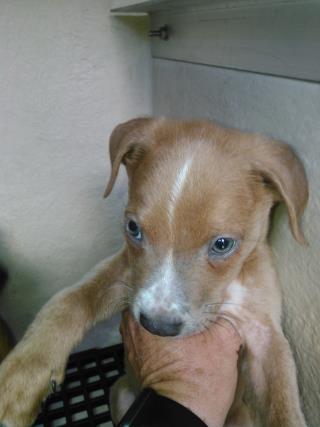 <u> Mix-Bred AMERICAN STAFFORDSHIRE TERRIER Male  Young  Puppy  (Secondary Breed: BLEND)</u>