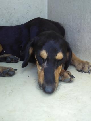 <u> Mix-Bred BLACK AND TAN COONHOUND Female  Young  Puppy  (Secondary Breed: BLEND)</u>