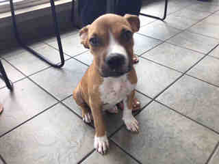 <u> Mix-Bred BOXER Male  Young  Puppy  (Secondary Breed: AMERICAN STAFFORDSHIRE TERRIER)</u>