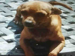 <u>CHIHUAHUA - SMOOTH COATED Female  Adult  Dog </u>