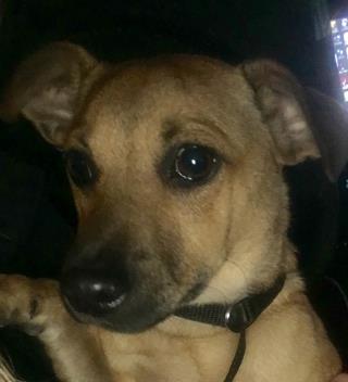 <u> Mix-Bred CHIHUAHUA - SMOOTH COATED Male  Young  Puppy  (Secondary Breed: DACHSHUND)</u>