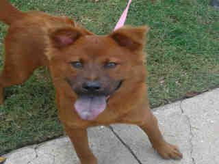 <u> Mix-Bred CHOW CHOW Female  Young  Puppy  (Secondary Breed: BLEND)</u>
