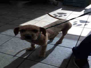 <u> Mix-Bred TERRIER Male  Young  Puppy  (Secondary Breed: BLEND)</u>