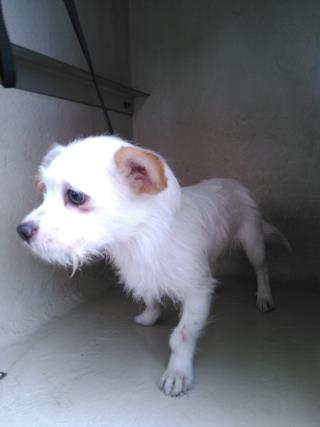 <u> Mix-Bred CHIHUAHUA - LONG HAIRED Male  Adult  Dog  (Secondary Breed: BLEND)</u>