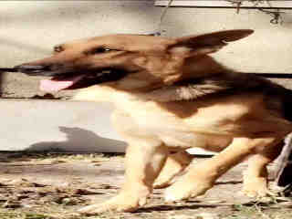 <u>GERMAN SHEPHERD DOG Female  Adult  Dog </u>