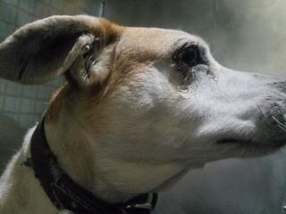 <u> Mix-Bred BEAGLE Male  Older  Dog  (Secondary Breed: BLEND)</u>
