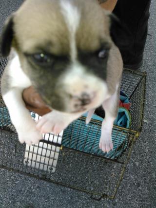<u> Mix-Bred PIT BULL TERRIER Female  Young  Puppy  (Secondary Breed: BLEND)</u>