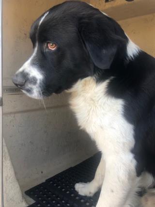 <u> Mix-Bred BORDER COLLIE Male  Young  Puppy  (Secondary Breed: BLEND)</u>