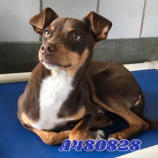 <u> Mix-Bred MINIATURE PINSCHER Male  Young  Puppy  (Secondary Breed: CHIHUAHUA - SMOOTH COATED)</u>