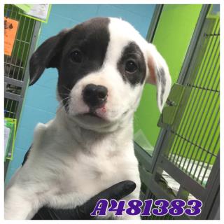 <u> Mix-Bred AMERICAN STAFFORDSHIRE TERRIER Female  Young  Puppy  (Secondary Breed: BLEND)</u>