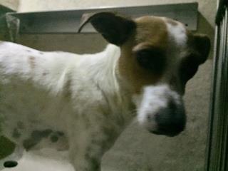 <u> Mix-Bred JACK (PARSON) RUSSELL TERRIER Female  Adult  Dog  (Secondary Breed: BLEND)</u>