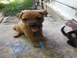 <u> Mix-Bred AMERICAN STAFFORDSHIRE TERRIER Male  Young  Puppy  (Secondary Breed: BULLDOG)</u>