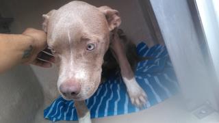 <u> Mix-Bred PIT BULL TERRIER Male  Young  Puppy  (Secondary Breed: BLEND)</u>