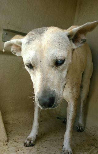 <u> Mix-Bred GERMAN SHEPHERD DOG Female  Adult  Dog  (Secondary Breed: BLEND)</u>