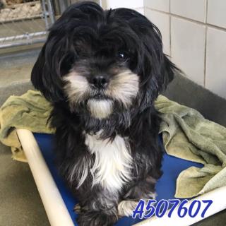 <u> Mix-Bred HAVANESE Female  Young  Puppy  (Secondary Breed: BLEND)</u>