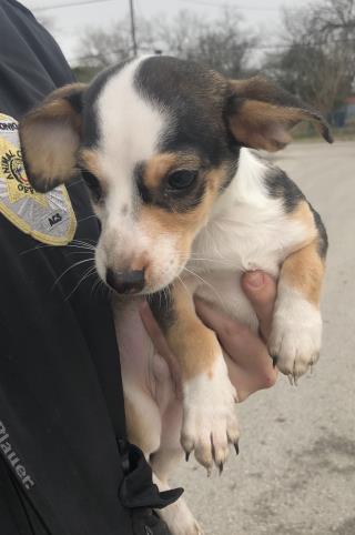 <u> Mix-Bred CHIHUAHUA - SMOOTH COATED Male  Young  Puppy  (Secondary Breed: DACHSHUND)</u>