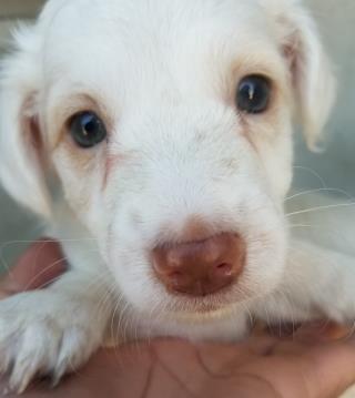 <u>COCKER SPANIEL Female  Young  Puppy </u>