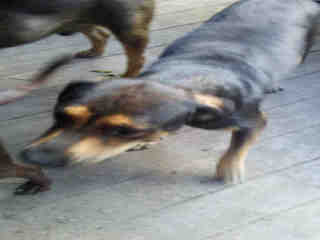 <u> Mix-Bred LABRADOR RETRIEVER Male  Adult  Dog  (Secondary Breed: AMERICAN STAFFORDSHIRE TERRIER)</u>