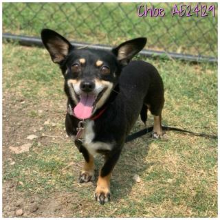 <u> Mix-Bred RAT TERRIER Female  Adult  Dog  (Secondary Breed: CHIHUAHUA - SMOOTH COATED)</u>