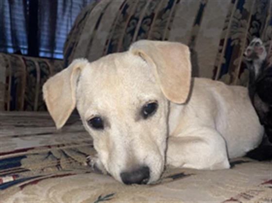 <u> Mix-Bred TERRIER Female  Young  Puppy  (Secondary Breed: BLEND)</u>