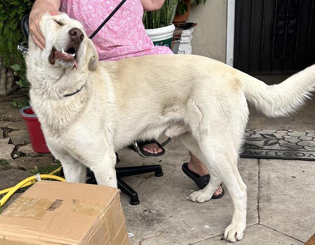 <u> Mix-Bred GREAT PYRENEES Male  Adult  Dog  (Secondary Breed: BLEND)</u>